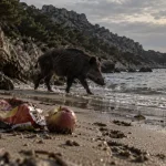 Un sanglier reste près de deux heures sur la plage de Marseilleveyre